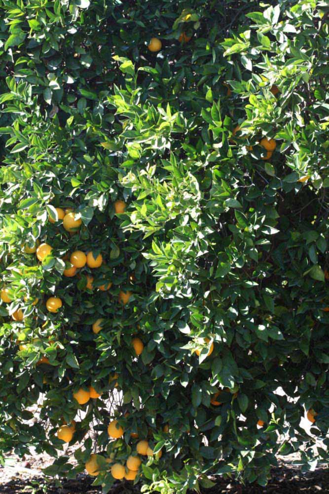              Habit (Riverside, CA)       